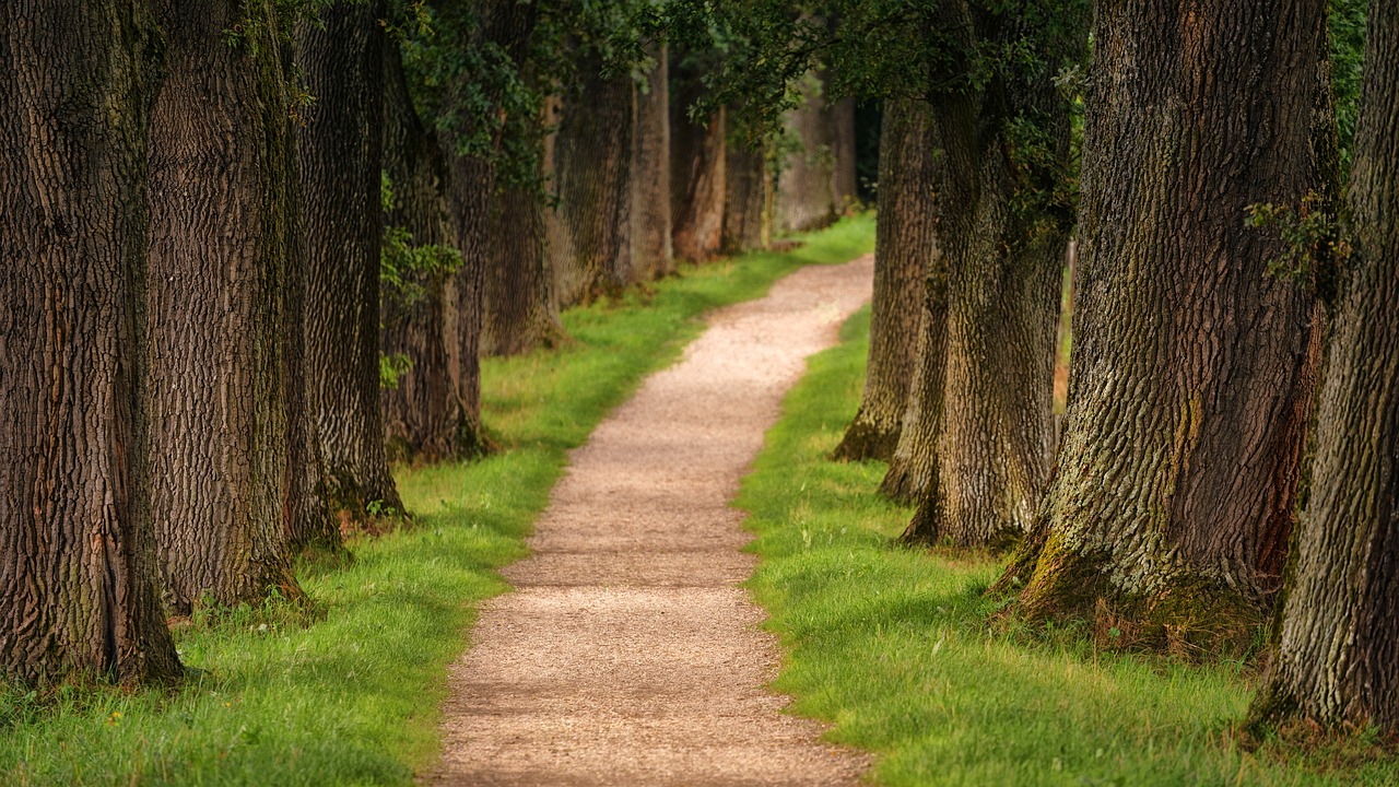 tree, avenue, path-3092026.jpg